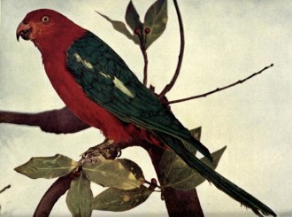 Australian King Parrot (Alisterus scapularis) Birds Illustrated by Color Photography
