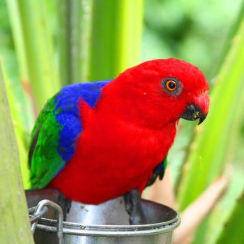 Moluccan King Parrot (Alisterus amboinensis) ©WikiC - Brevard_Zoo