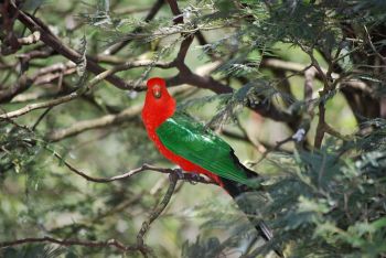Papuan King Parrot (Alisterus chloropterus) ©WikiC