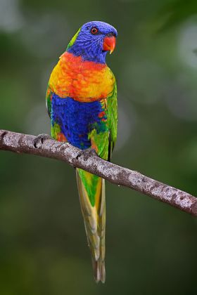 Rainbow Lorikeet (Trichoglossus moluccanus) WikiC