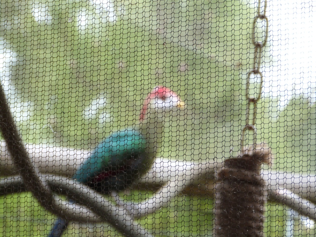 White-crested Turaco (Tauraco leucolophus) with fencing.