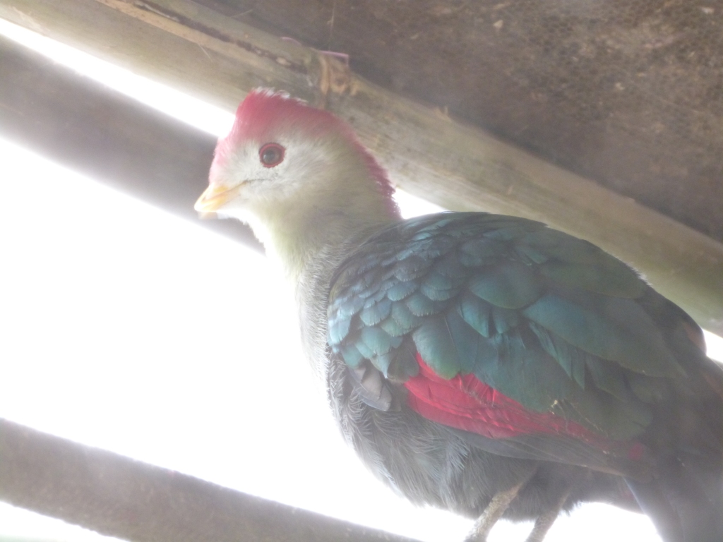 Red-crested Turaco (Tauraco erythrolophus) by Lee Through the fence somewhat.