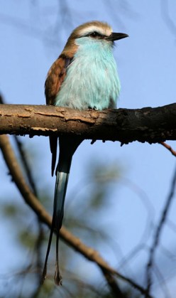 Racket-tailed Roller (Coracias spatulatus) ©WikiC
