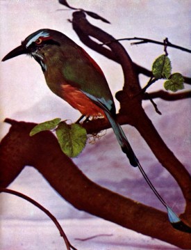 Mexican Mot Mot - Turquoise-browed Motmot (Eumomota superciliosa)