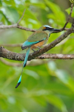 Turquoise-browed Motmot (Eumomota superciliosa) by Reinier Munguia