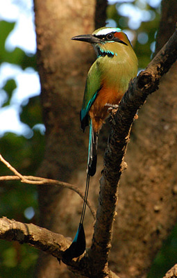Turquoise-browed Motmot (Eumomota superciliosa) WikiC