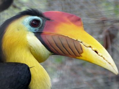Wrinkled Hornbill (Aceros corrugatus) Brevard Zoo by Lee