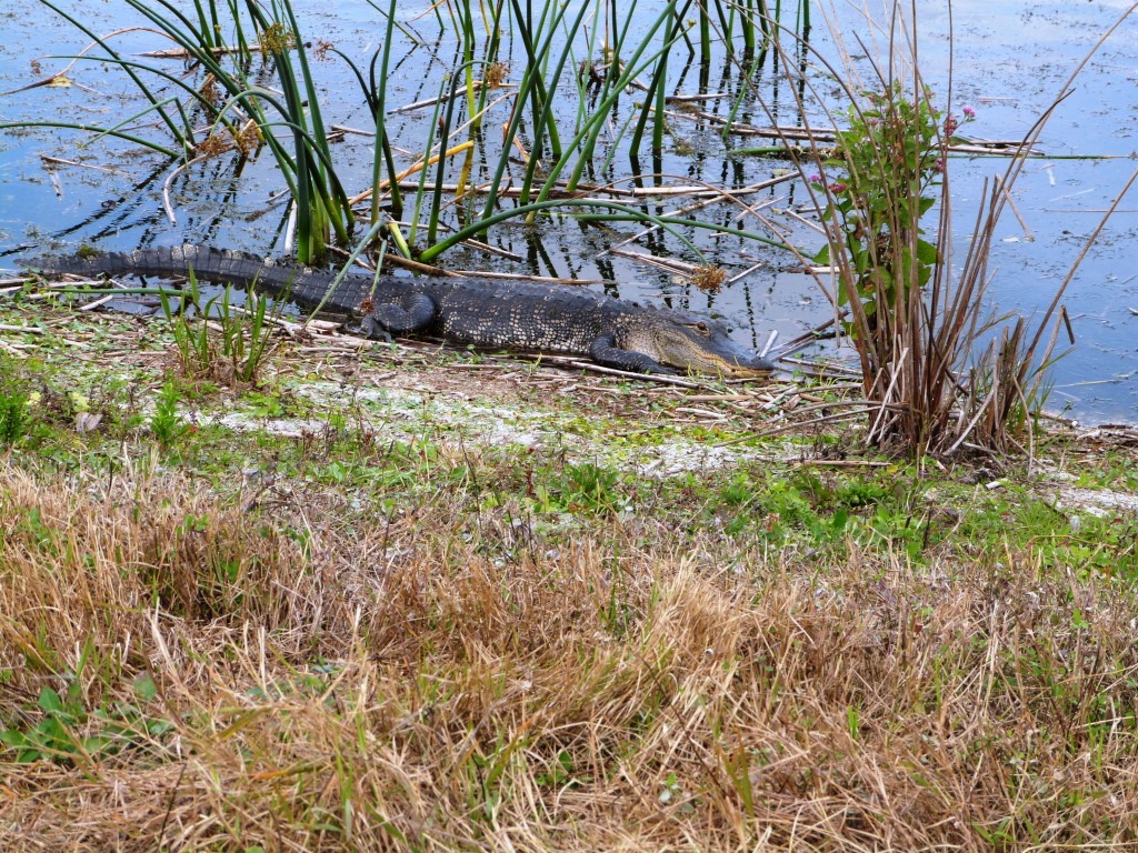 Alligator on bank at Viera Wetlands