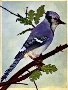 Blue Jay (Cyanocitta cristata)
