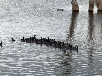 American Coots at Viera Wetlands