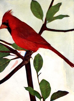 Red Bird - Northern Cardinal for Birds Illustrated