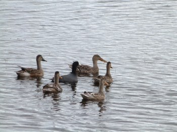 Coot Surrounded by Shovelers at Viera Wetlands