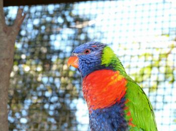 Rainbow (aka Swainson's) Lorikeet by Lee at Lowry Pk Zoo
