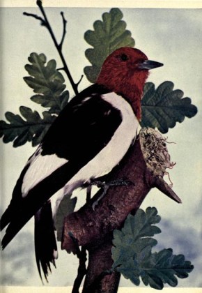 Red-headed Woodpecker (Melanerpes erythrocephalus) - Birds Illustrated