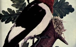 Birds Vol 1 #2 – The Red-headed&nbsp;Woodpecker