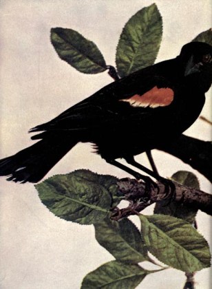 Red-winged Blackbird (Agelaius phoeniceus) - Birds Illustrated