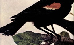Birds Vol 1 #2 – The Red-Wing Black&nbsp;Bird