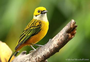 Silver-throated Tanager (Tangara icterocephala) by Michael Woodruff