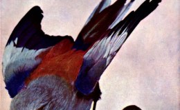 Birds Vol 1 #2 – The Swallow-tailed Indian Roller (Lilac-breasted, Racket-tailed or&nbsp;Abyssinian)