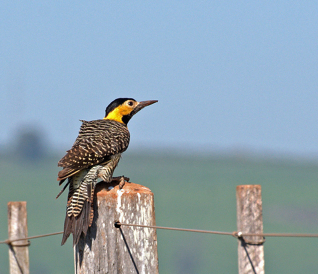 Campo Flicker (Colaptes campestris) by Dario Sanches