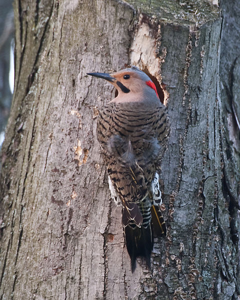 Northern Flicker (Colaptes auratus) Yellow shafted WikiC