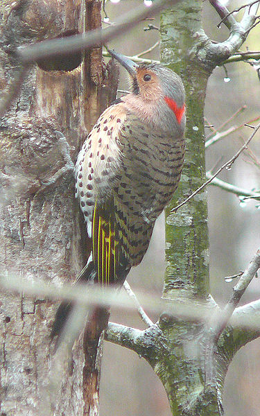 Northern Flicker (Colaptes auratus) Yellow shafted WikiC
