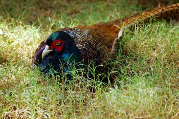 Green Pheasant (Phasianus versicolor) ©©dhruvara