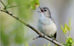 Small Fire Department Rescues&nbsp;Birds