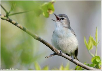 Warbling Vireo (Vireo gilvus) by Raymond Barlow