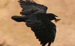 Lee’s Five Word Friday –&nbsp;5/26/17