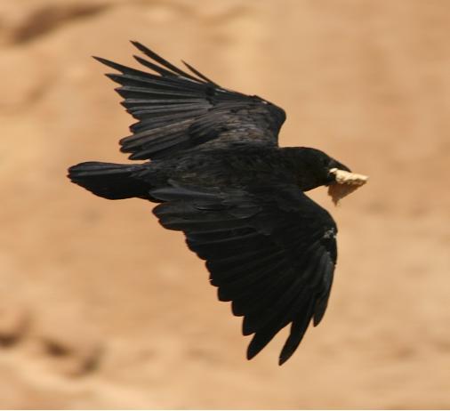 Fan-tailed Raven (Corvus rhipidurus) ©WikiC