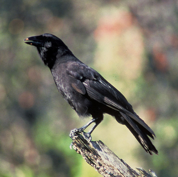 Hawaiian Crow (Corvus hawaiiensis) ©WikiC