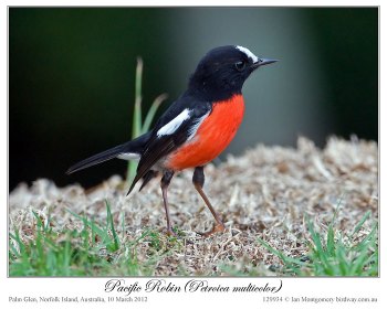 Pacific Robin (Petroica multicolor) by Ian 1