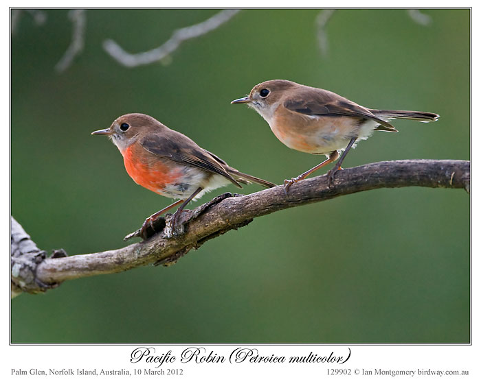 Pacific Robin (Petroica pusilla) by Ian 2