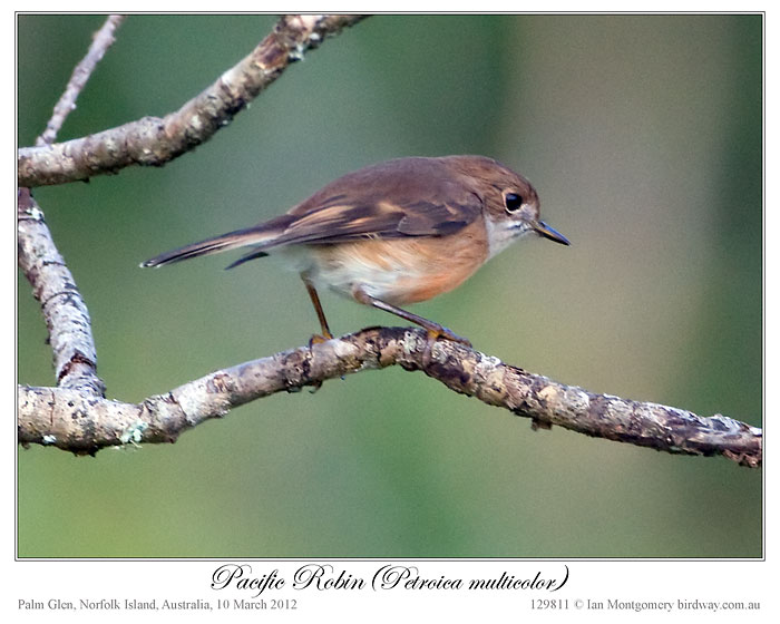 Pacific Robin (Petroica pusilla) by Ian 4 Juv