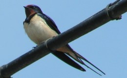 Barn Swallows, a Nostalgic Reminder of&nbsp;Home