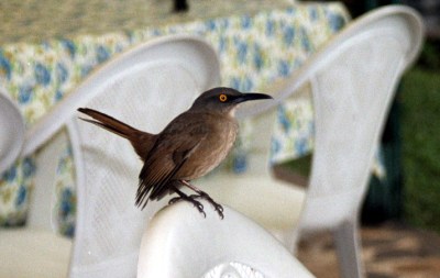 Brown Trembler (Cinclocerthia ruficauda) ©WikiC
