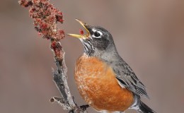 Sunday Inspiration – Oxpeckers and&nbsp;Thrushes