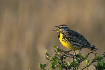 Western Meadowlark (Sturnella neglecta)©USFWS