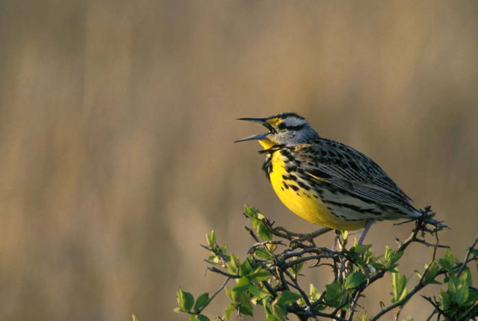 Western Meadowlark (Sturnella neglecta)©USFWS