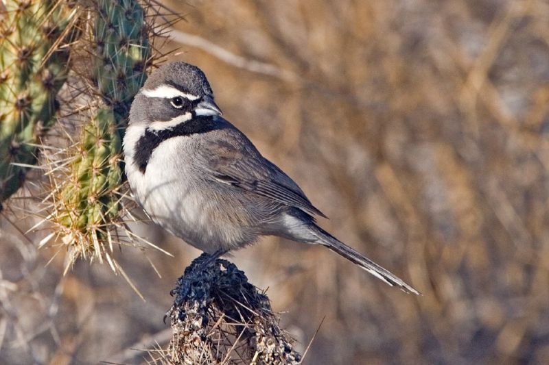 Black-throated Sparrow (Amphispiza bilineata) Wiki