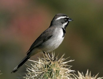 Black-throated Sparrow (Amphispiza bilineata) ©WikiC