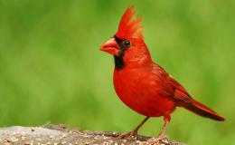 How The Little Redbird Became&nbsp;Red