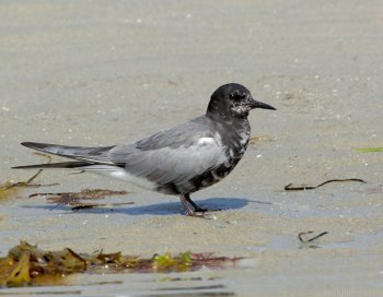 Black Tern (Chlidonias niger) by J Fenton