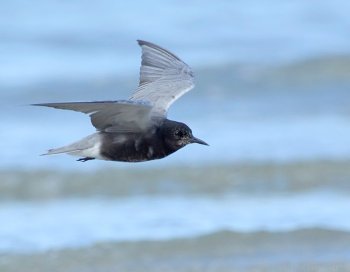Black Tern (Chlidonias niger) by J Fenton