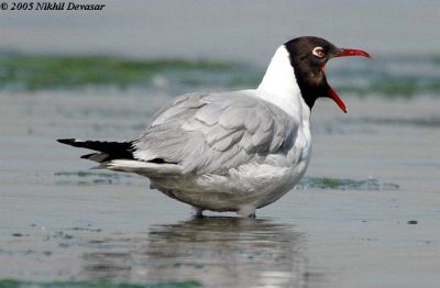 Brown-headed Gull (Chroicocephalus brunnicephalus) by Nikhil Devasar