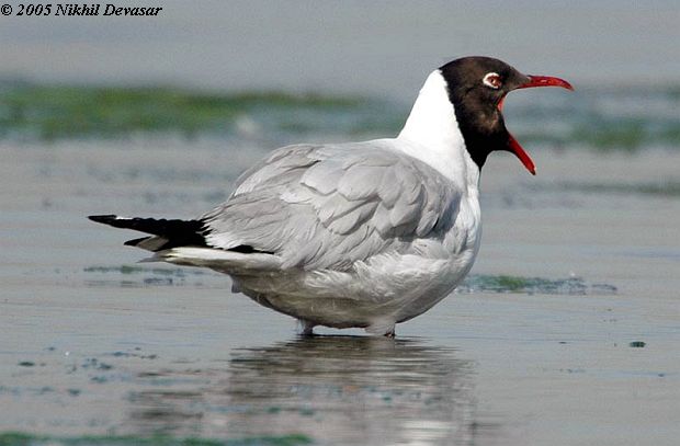Brown-headed Gull (Chroicocephalus brunnicephalus) by Nikhil Devasar