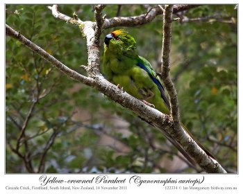Yellow-crowned Parakeet (Cyanoramphus auriceps) by Ian 2