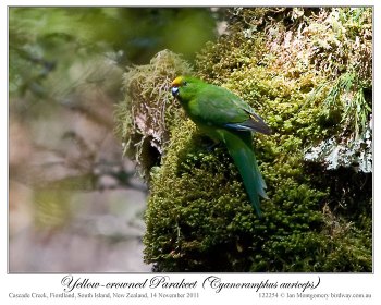 Yellow-crowned Parakeet (Cyanoramphus auriceps) by Ian 3