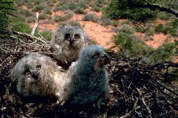Great Horned Owl (Bubo virginianus) chicks - WikiC